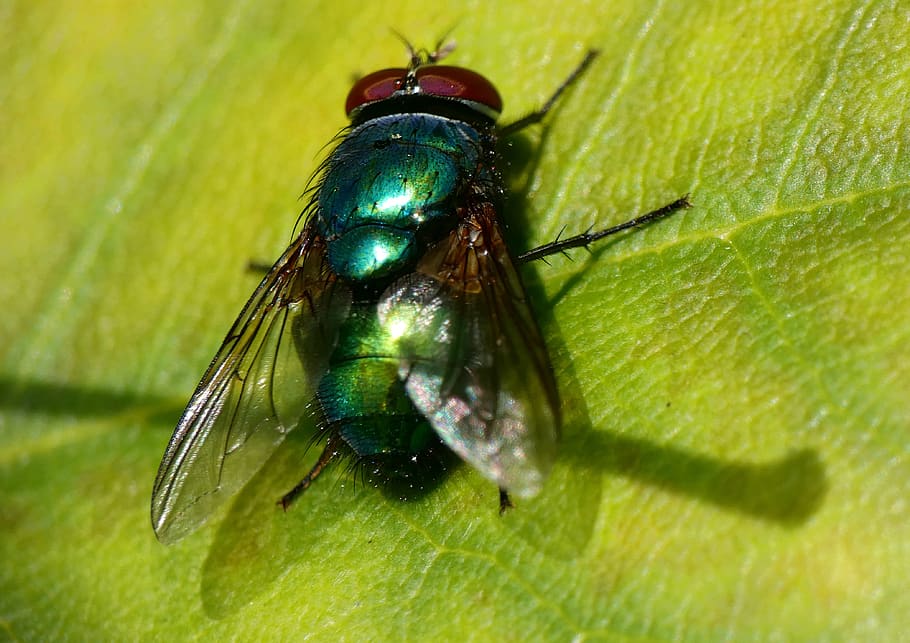 terbang, hijau, botol, serangga, alam, umum, lucilia sericata, logam, biru-hijau, pirus