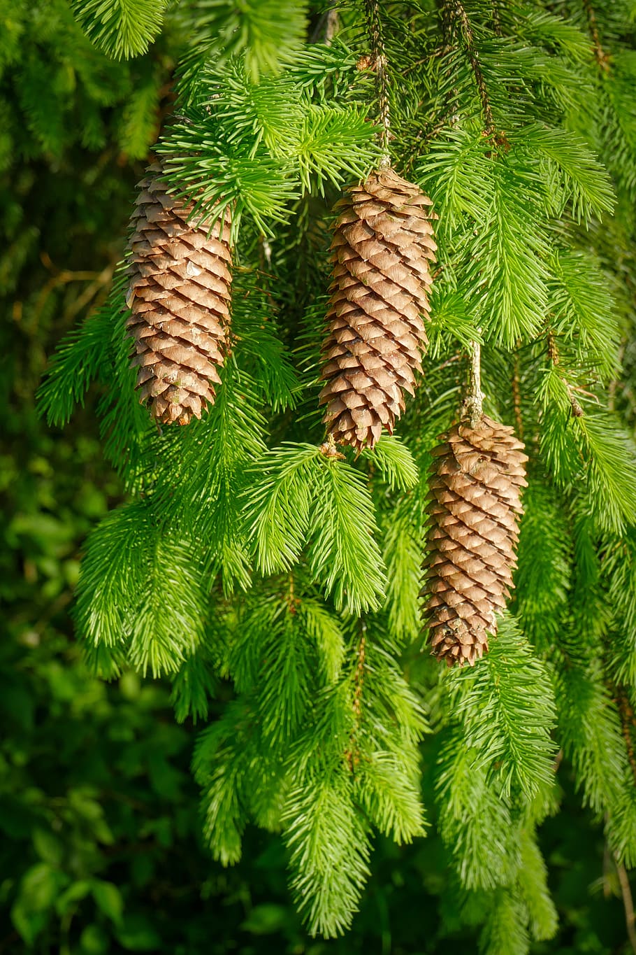 pine cones, christmas time, green, conifer, holly, christmas, advent, tree, plant, growth
