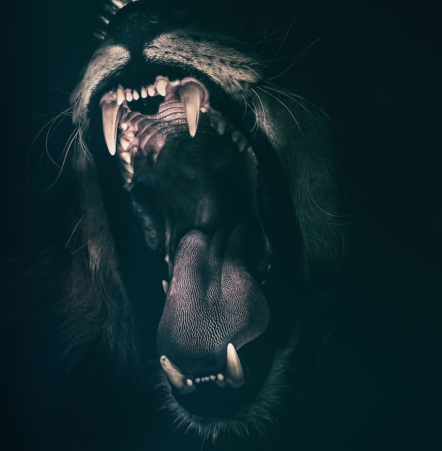 león, dientes, rugido, miedo, enojado, fuerza, animales, animal, vida silvestre, ruidoso