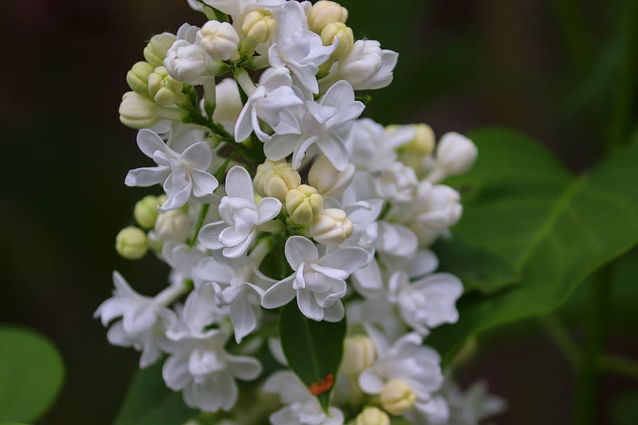 lilac, syringa, blossom, bloom, bud, white, white lilac, spring, ornamental shrub, garden