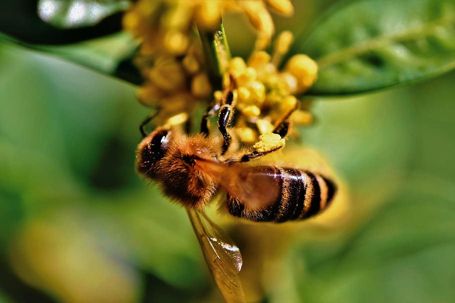 bee, honey bee, blossom, bloom, insect, beekeeping, honey, beehive, bee keeping, honey production