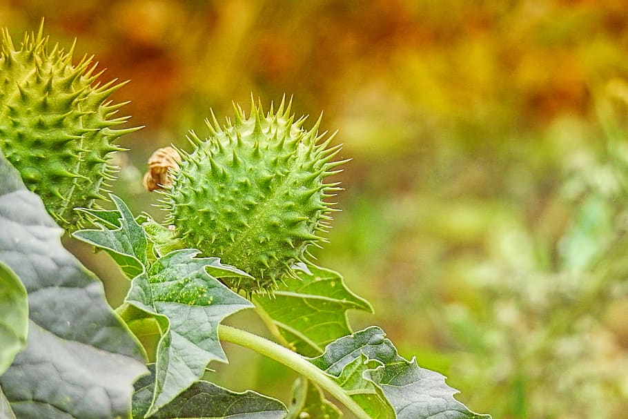 thorn apple, common-datura, autumn, plant, prickly, green color, growth, beauty in nature, food, food and drink
