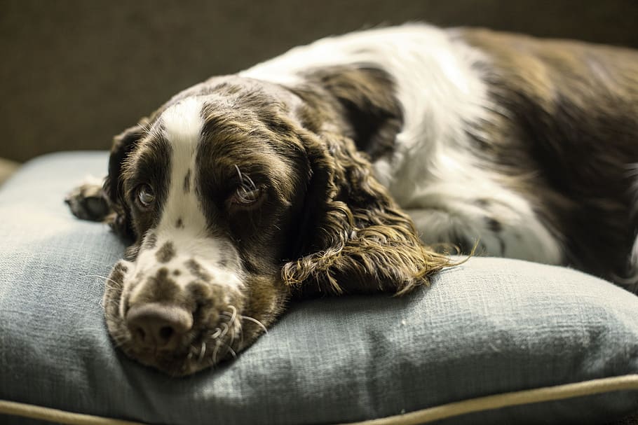 springer, spaniel, dog, puppy, pillow, bed, one animal, canine, domestic, domestic animals