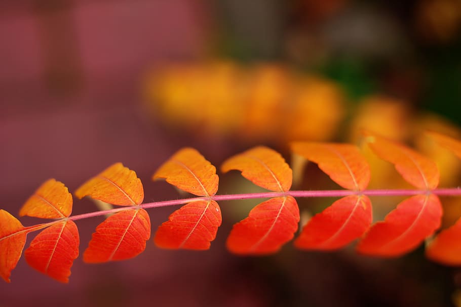 naranja, rojo, hojas, otoño, temporada, naturaleza, árbol, color, brillante, desenfoque