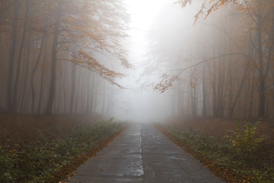 musim gugur, hutan, kabut, jalan setapak, pohon, jalan, jalan ke depan, arah, tanaman, ketenangan