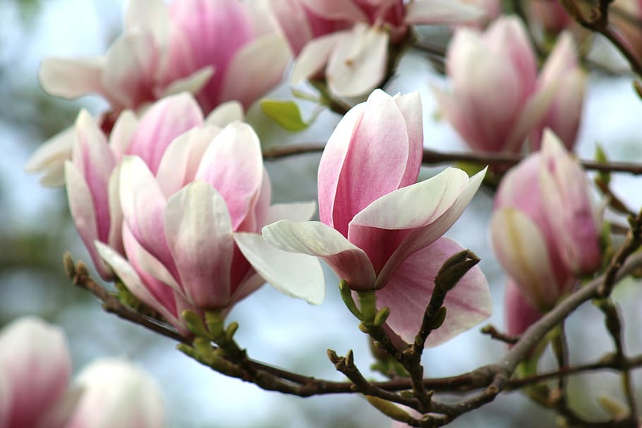 spring, magnolia, flower, pink, plant, garden, floral, dashing, tree, nature