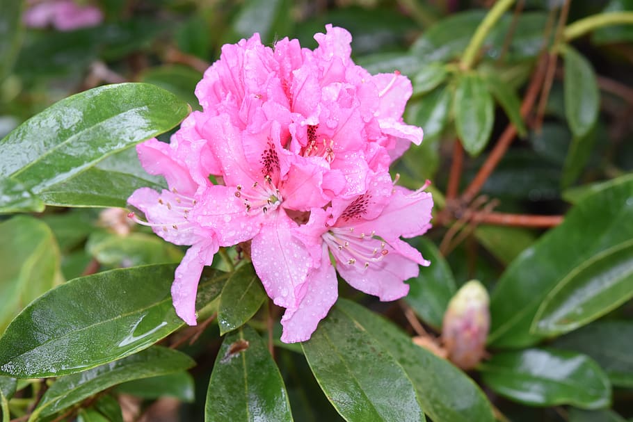 flower, pink flower, rhododendron, rhododendron pink, goutellettes rain, spring flower, plants, garden, petals, floral