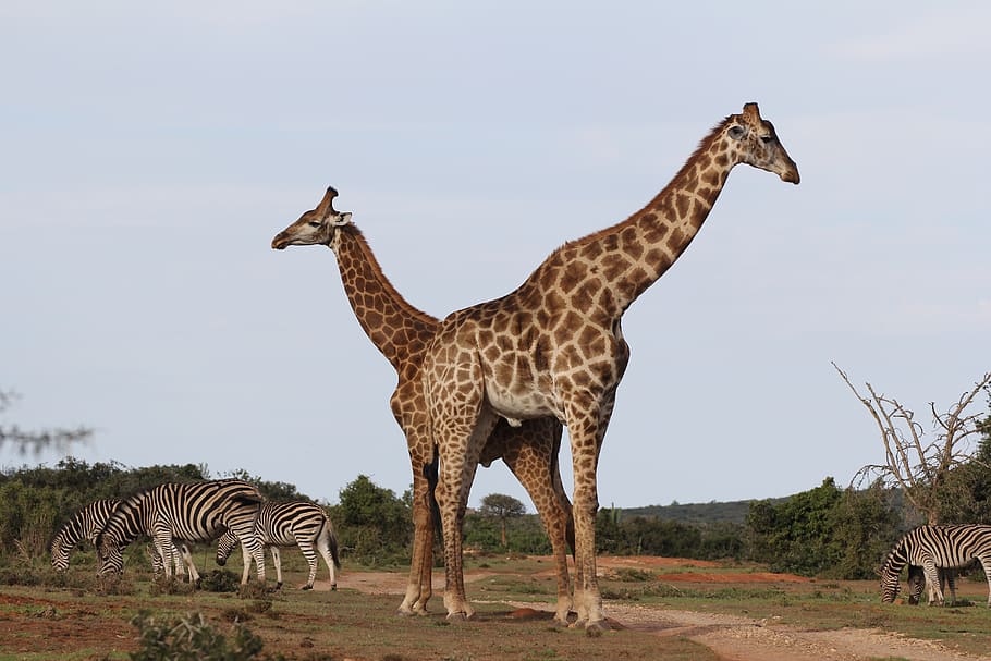 jerapah, pasangan, kawanan zebra, afrika selatan, safari, salib, jibe panjang, hutan belantara, sabana, hewan