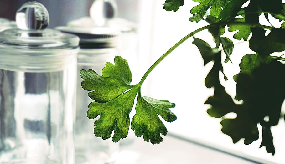 herbs, parsley, plants, food, healthy, jar, glass, kitchen, green, nature