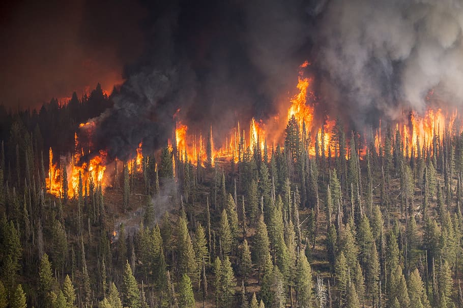 incêndio florestal, incêndio violento, labareda, bombeiros, fumaça, árvores, calor, queima, quente, perigo
