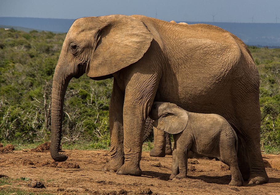elephant, mammal, wildlife, ivory, safari, african elephant, trunk, nature, travel, animal