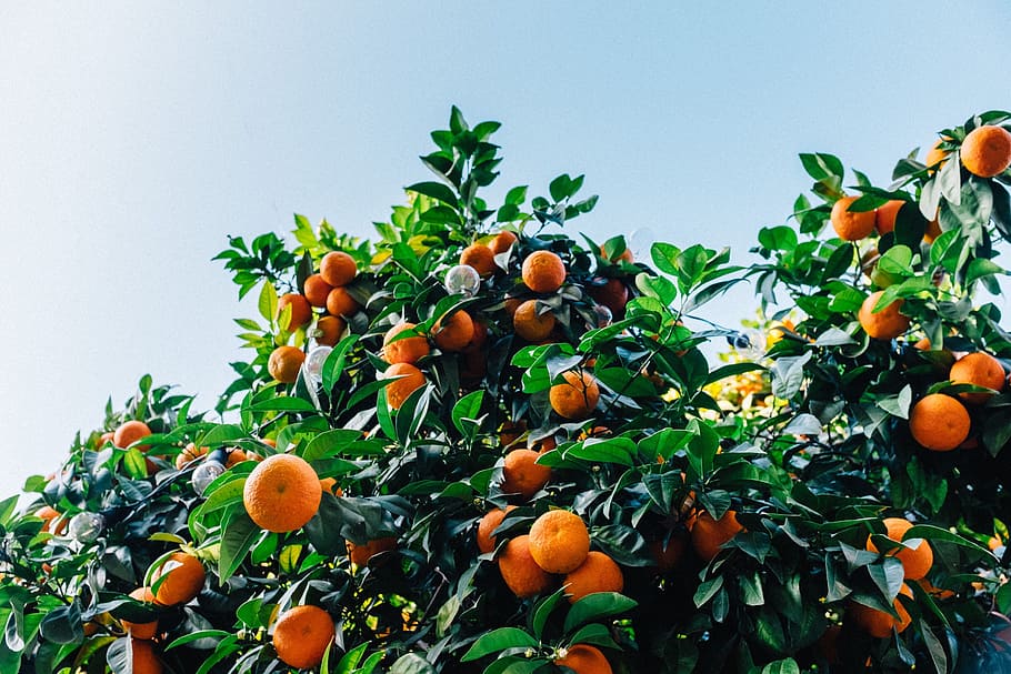 jeruk, buah, menyehatkan, berair, makanan, tanaman, vitamin, sehat, hijau, daun