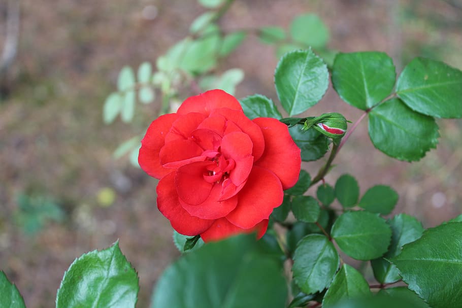 rosa, red, flower, beauty, love, romantica, fragrance, garden, colorful, plant