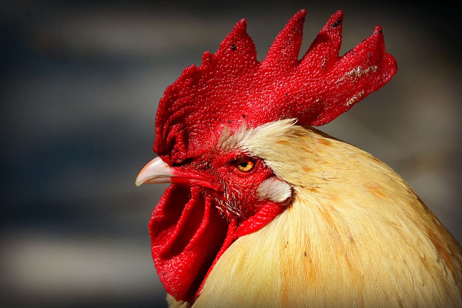 rooster, chicken, bird, fowl, animal, cockscomb, comb, wattles, eye, feather