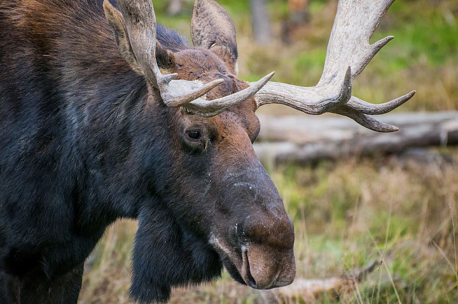 moose, deer, antlers, canada, nature, wilderness, forest, wood, animal themes, animal