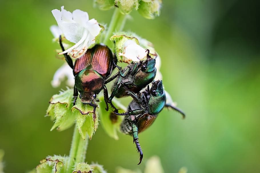 june bugs, insects, bugs, summer, bugs on plant, beetle, nature, animal wildlife, animal themes, animals in the wild