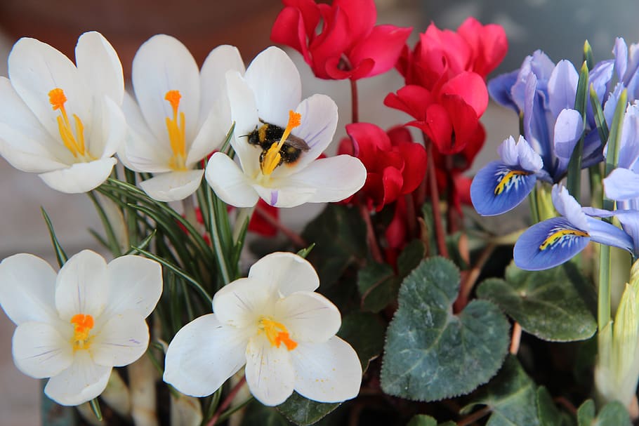 crocus, bourdon, pollen, foraging, insect, crocus white, flowering plant, flower, petal, fragility