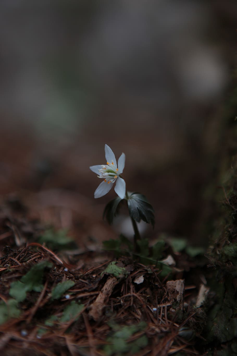 you also wind flower, wildflower, flowers, plants, spring, nature, petal, white, eranthis, flowering plant