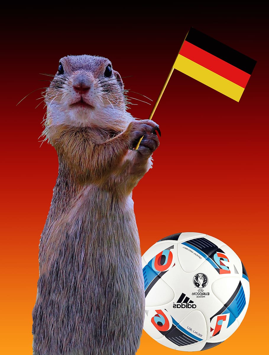 fifa, soccer, object, rat, mouse, squirrel, ball, football, mammal, one animal