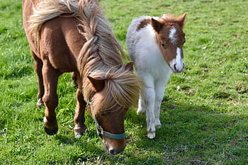 Royalty Free Foal Shetland Photos Free Download Pxfuel