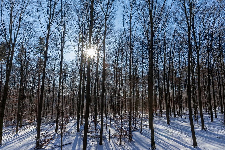 winter, sun, forest, deciduous forest, snow, cold, wintry, sky, sunbeam, lighting