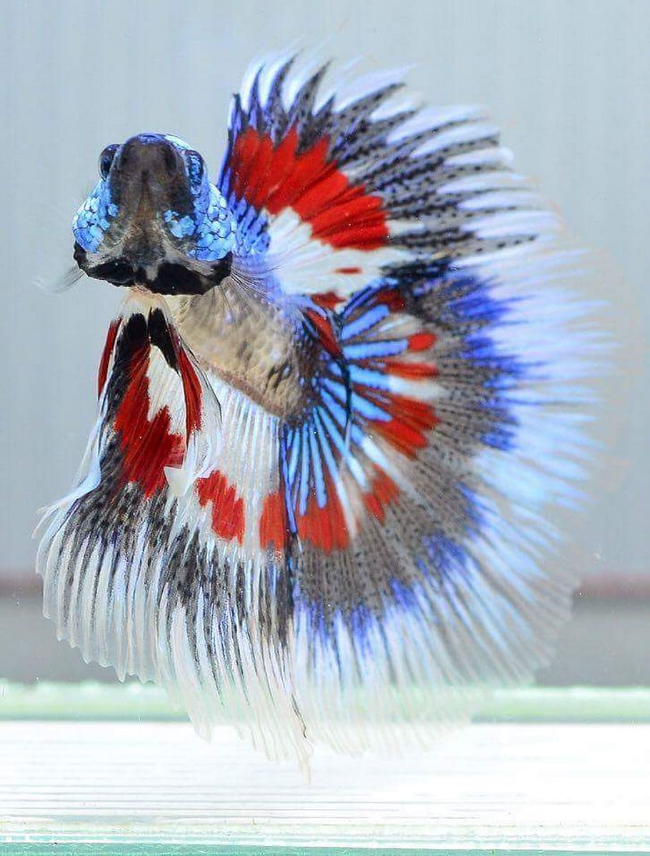 ikan pertempuran siam, plakad, betta, ikan thailand, betta bahasa Inggris, tema hewan, hewan, satu hewan, biru, close-up