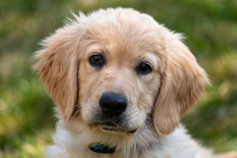 golden retriever, puppy, dog, young, cute, mammal, pet, adorable, labrador, view