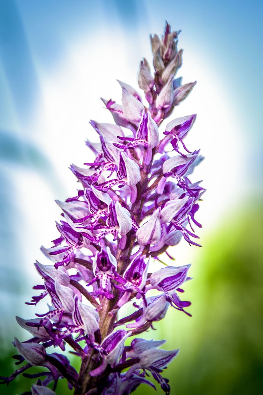 orquídea mono orquídea, planta silvestre, naturaleza, violeta, prado de  flores, verano, botánica, flora, belleza en la naturaleza, planta | Pxfuel
