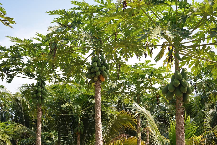 papaya plantation, papaya, fruit, tropical, exotic, fruits, food, nutrition, healthy, vitamins