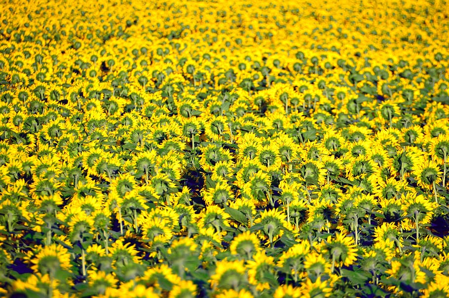 sunflower, yellow, yellow petals, petal, mass, plant, other cannabinoids, flower, agriculture, seeds