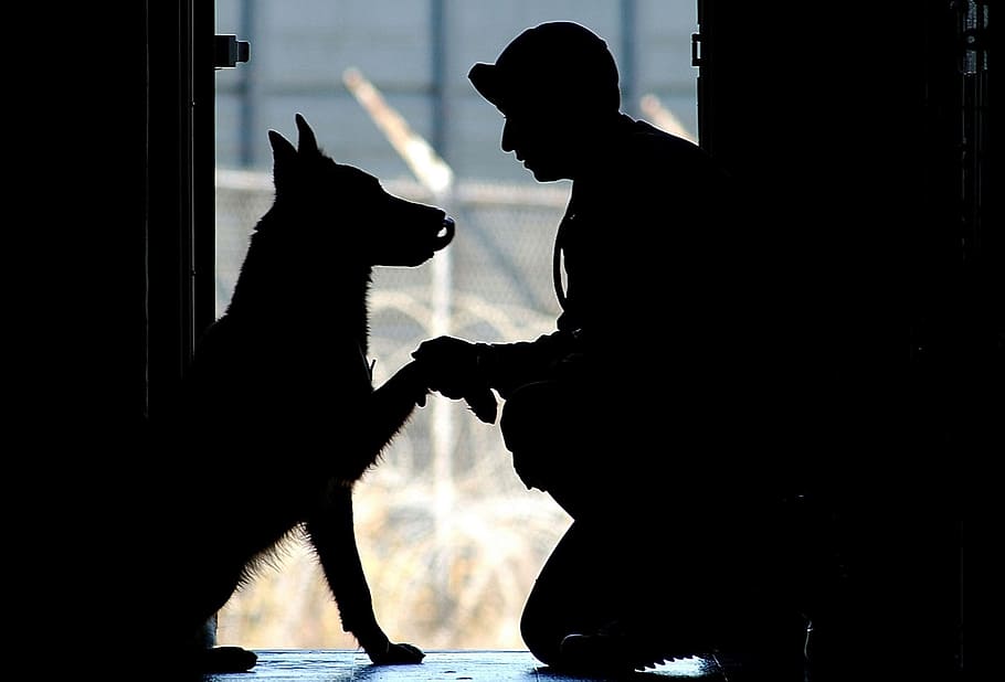 dog, pet, military, duty, army, soldier, human, activity, base, silhouette