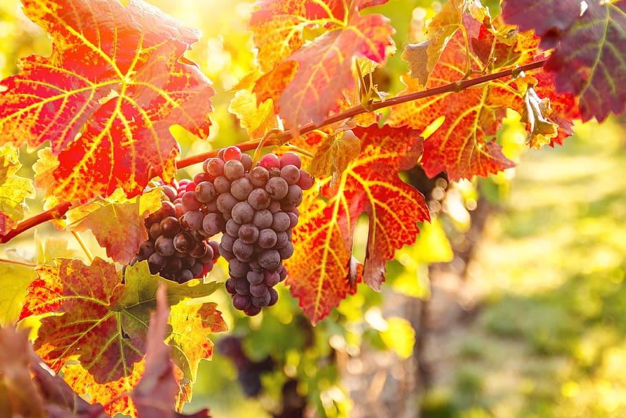 vinhas, pôr do sol, colheita de outono, colheita., maduras, uvas, outono., fruta, comida e bebida, alimentação saudável