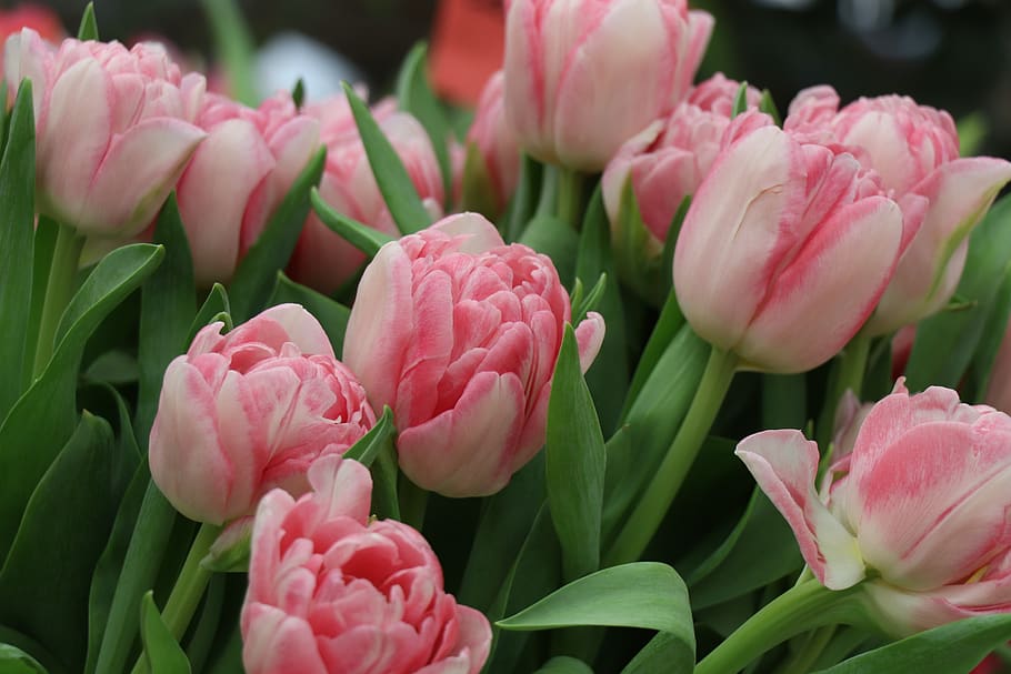 tulip, bunga, musim semi, taman, mekar, warna merah muda, flora, latar belakang, warna, alam