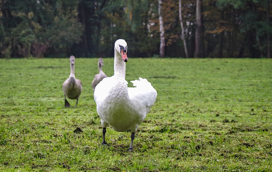 mute swan, attacks, runs, swan young, gray, bird, goes, meadow, lawn, single