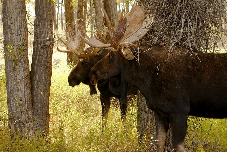 wyoming bull moose pair, moose, elk, animal, mammal, antler, forest, nature, wild, bull
