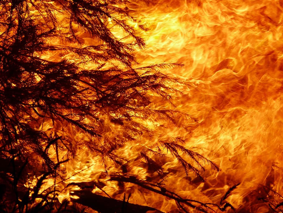 fuego, calor, llama, quemadura, bushfire, hoguera, color naranja, naturaleza, nadie, calor - temperatura