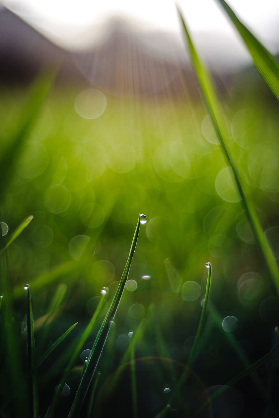 drop of water, grass, bokeh, background, close up, raindrop, water, nature, dew, garden