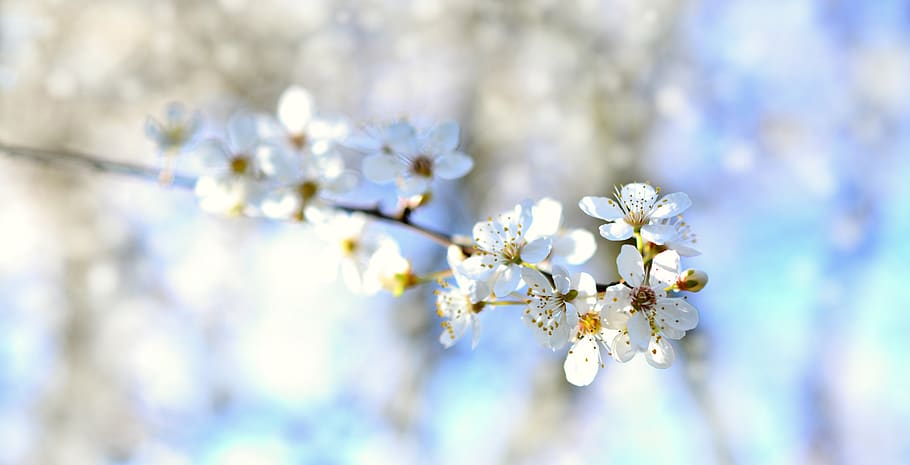 flores de árbol, flores blancas, primavera, floración, blanco, naturaleza, flor, árbol, planta, rama