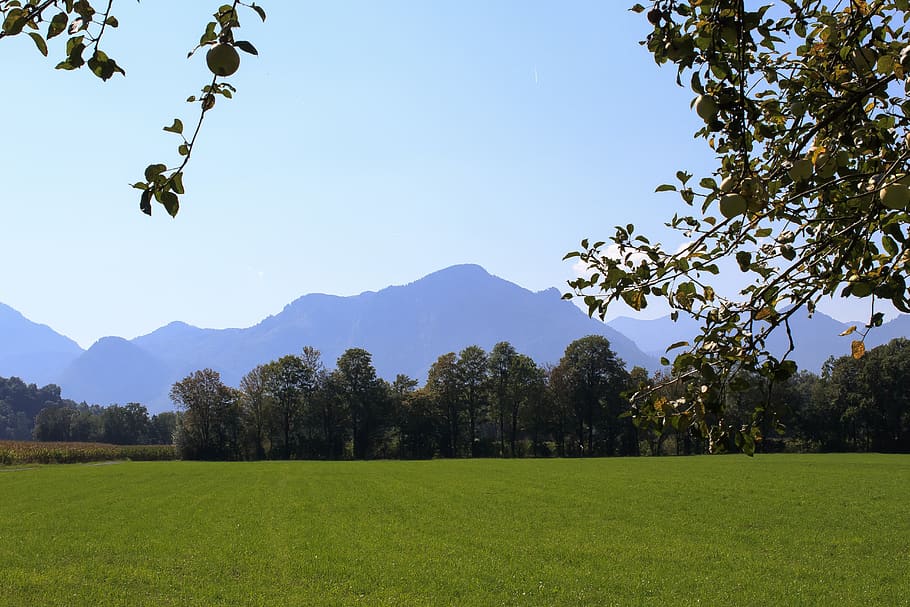 heuberg, inntal valley, chiemgau alps, viergipflig, hill, grassy, bavaria, apple tree, meadow, forest