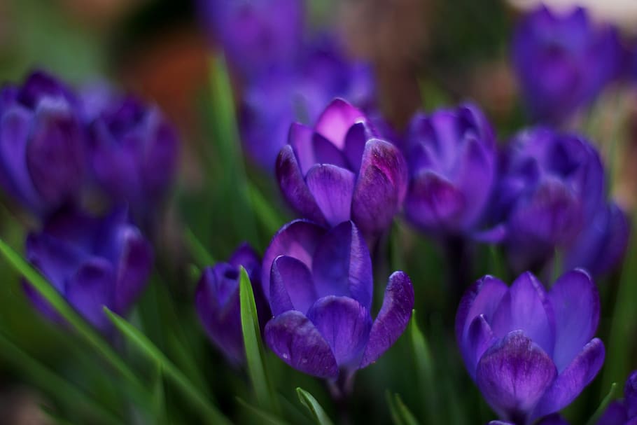 azafrán, primavera, azul, flores, violeta, jardín, frühlingsanfang, flora, verde, Púrpura