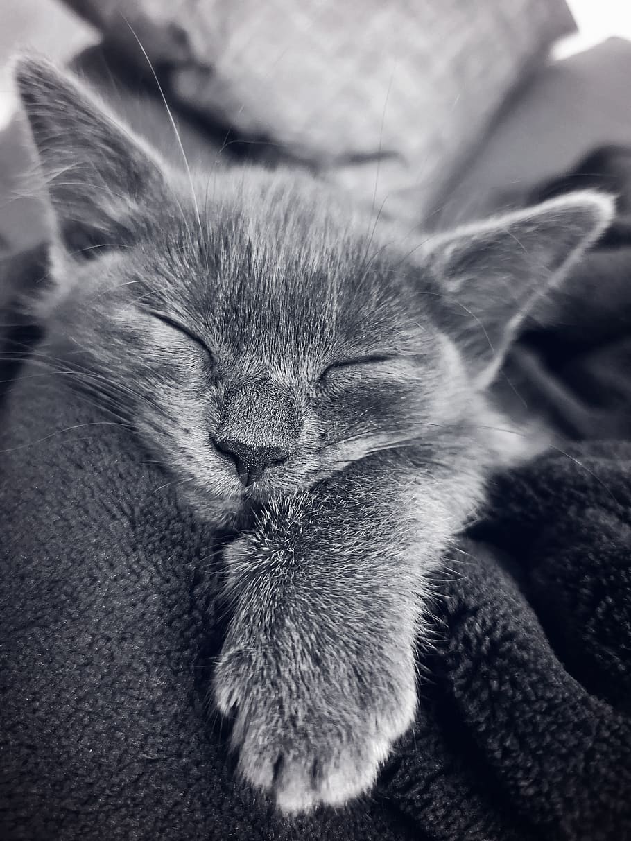 gato, gatito, durmiendo, mascota, felino, fondos de pantalla del teléfono, nacional, gato doméstico, mascotas, animales domésticos