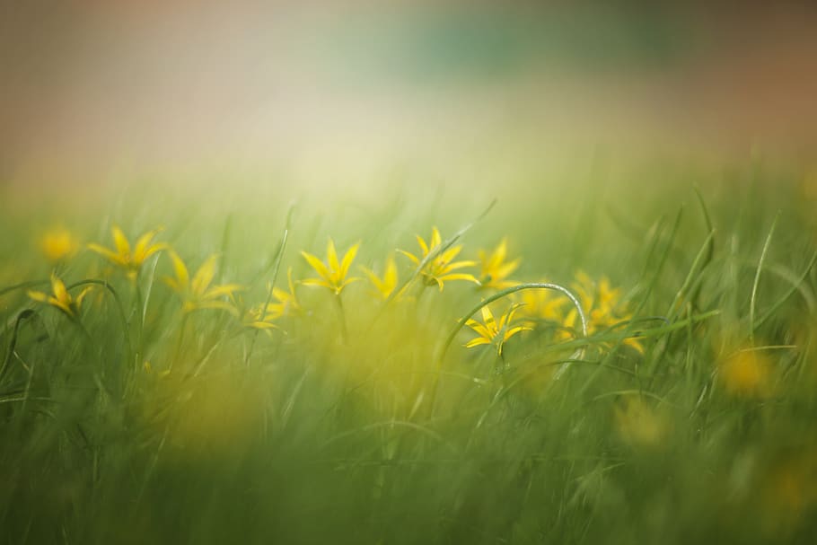 rumput, alam, pembuatan rumput, bidang, musim panas, bunga kuning, bunga, latar belakang, buram, gambar