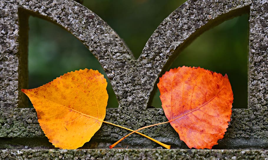 autumn leaf, color, fall, crossed, stone window, frame, autumn design, yellow, orange, leaf