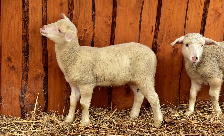 lamb, sheep, young, white, stall, sheep barn, animal, small, hay, curiosity