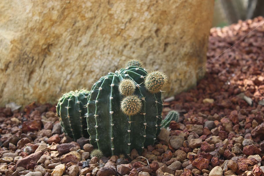 cactus, desert, tree, lesbian, thorn, mini, green, stone, rock, gravel