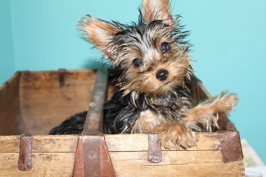 yorkie, yorkshire, terrier, puppy, cute, canine, adorable, dog, one animal, domestic