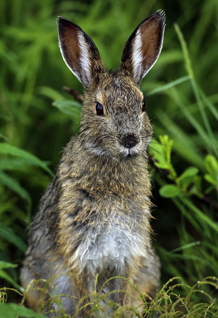 rabbit, hare, snowshoe, bunny, wildlife, nature, cute, furry, wild, sitting