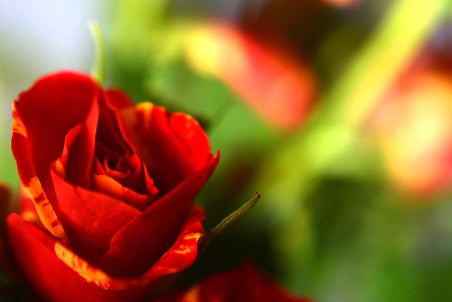 ros, love, background, flower, romantic, short, roses, valentine's day, congratulations, valentine