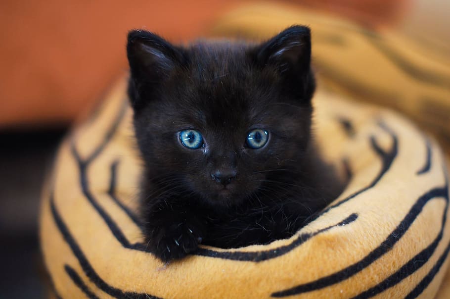lindo, mamífero, gato, retrato, gato bebé, gatito, dulce, gato negro, animal, temas de animales