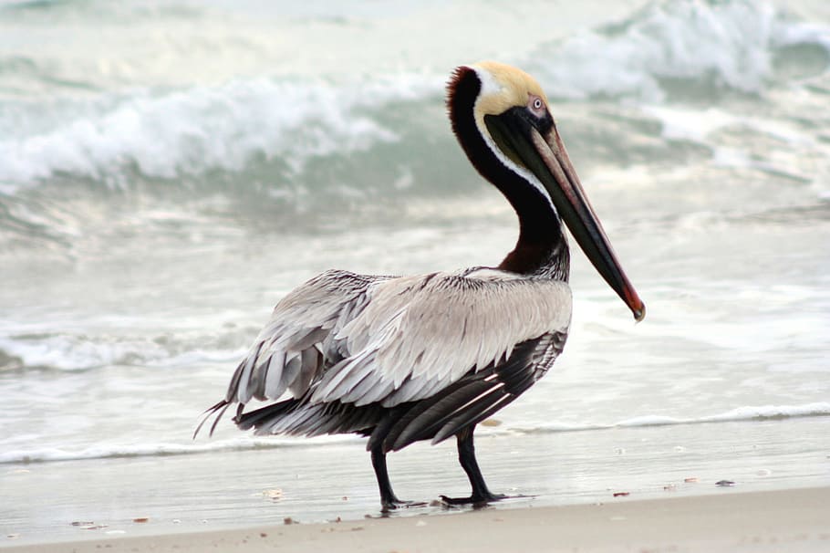 pelican, brown, bird, animal, wild, nature, shore, seashore, beach, one animal